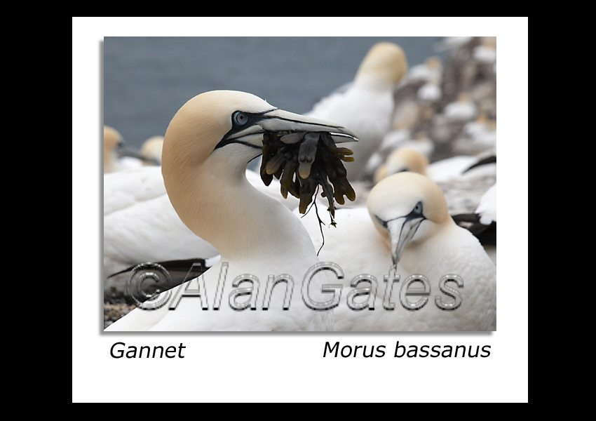 Gannet bearing gift